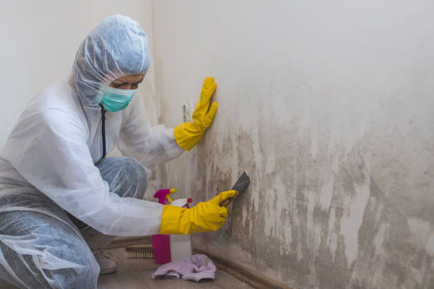 Holly Springs, NC Mold Removal Company