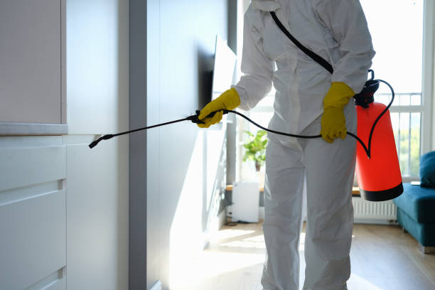 Best Local Mold Removal Service  in Holly Springs, NC