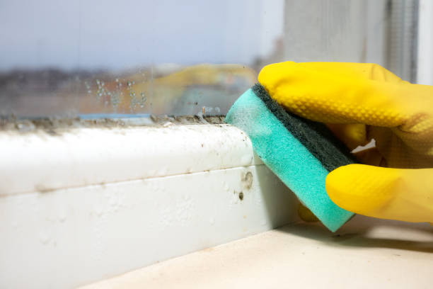 Best Professional Mold Removal  in Holly Springs, NC