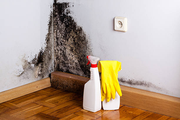 Best Same-Day Mold Removal  in Holly Springs, NC