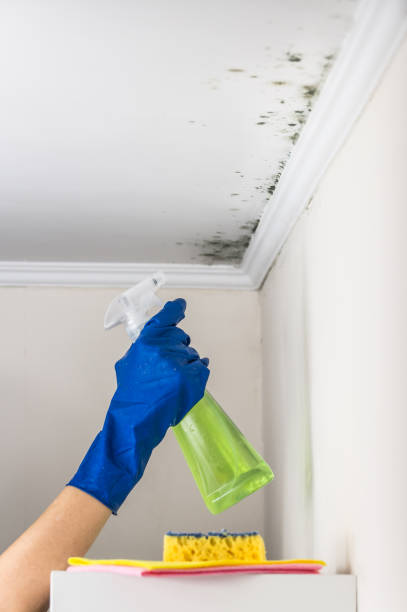 Best Home Mold Removal  in Holly Springs, NC